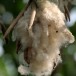 625570-ceiba-pentandra