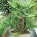 625800-chamaerops-humilis