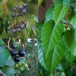 626100-cissus-antarctica