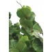 626160-coccoloba-uvifera