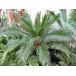 626350-cycas-revoluta