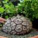 626935-dioscorea-elephantipes