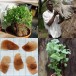 626940-dioscorea-hemicrypta