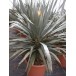 627000-dracaena-draco