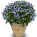 627100-exacum-affine-best-blue