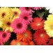 627400-gerbera-jamesonii-californian-giants-mixed