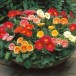 627500-gerbera-jamesonii-dazzle-compact-f2