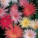 627510-gerbera-jamesonii-feisty-mix