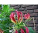 627790-gloriosa-rothschildiana