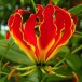 627800-gloriosa-superba-mix