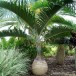 628100-hyophorbe-lagenicaulis