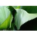 628910-licuala-grandis