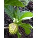 628960-morinda-citrifolia