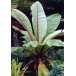 629000-musa-ensete