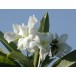 629300-pachypodium-lamerei