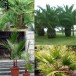 629400-palmae-amazone-mixture