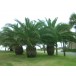630000-phoenix-canariensis
