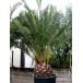 630050-phoenix-dactylifera