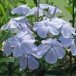 631100-plumbago-auriculata
