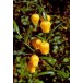 631900-sandersonia-aurantiaca