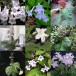 632100-streptocarpus-species-mix