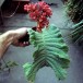 632110-streptocarpus-dunnii