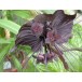 632150-tacca-chantrieri