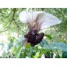 632170-tacca-integrifolia