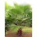 632260-washingtonia-robusta