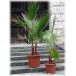 632300-washingtonia-filifera
