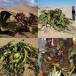 632400-welwitschia-mirabilis
