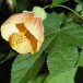 640000-abutilon-hybriden-giantflowering-mixture