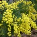 640800-acacia-dealbata