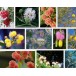 640810-acacia-mix