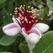 640900-acca-sellowiana