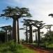 640950-adansonia-digitata