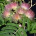 640980-albizia-julibrissin