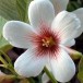 640990-aleurites-fordii