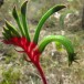 641045-anigozanthos-manglesii