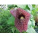 641120-aristolochia-elegans