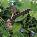 641124-aristolochia-ringens