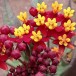 641130-asclepias-curassavica-red