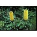 641140-banksia-grandis