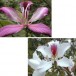 641160-bauhinia-mixed