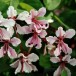 641166-bauhinia-scandens