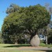 641172-brachychiton-rupestris