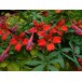 648350-tropaeolum-speciosum