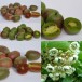 822565-mini-kiwi-vrouwelijk-mammy-weiki