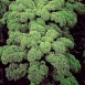 140000-boerenkool-halfhoge-moskrul-vert-demi-nain-halbhoher-gruner-krauser