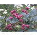 347760-kiespijnboom